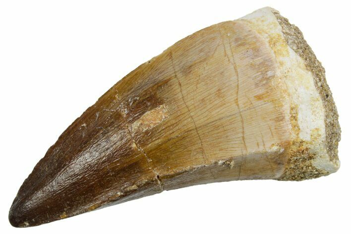 Fossil Mosasaur (Mosasaurus) Tooth - Morocco #353203